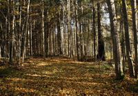 Perku mišką, su žeme arba išsikirtimui... SKELBIMAI Skelbus.lt